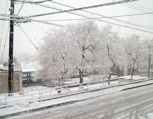 snow1.JPG